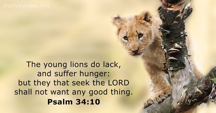 The young lions do lack, and suffer hunger: but they that seek… Psalm 34:10