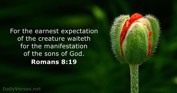 For the earnest expectation of the creature waiteth for the manifestation of… Romans 8:19