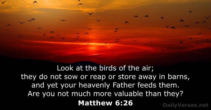 Look at the birds of the air; they do not sow or… Matthew 6:26