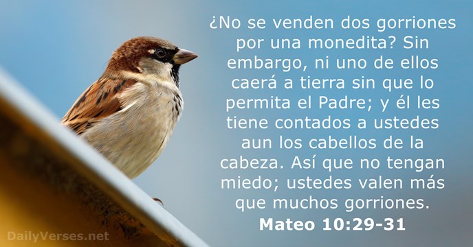 Mateo 10:29-31