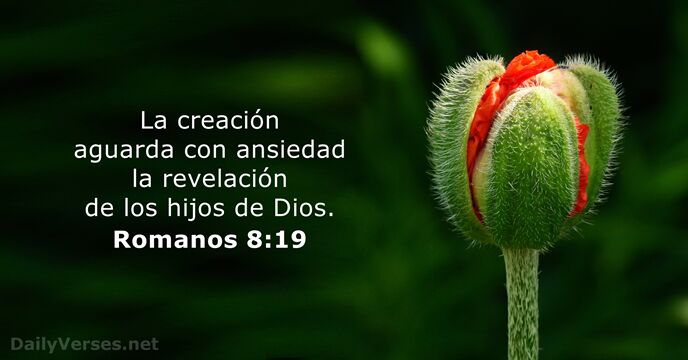 La creación aguarda con ansiedad la revelación de los hijos de Dios. Romanos 8:19