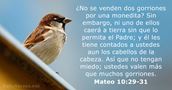 Mateo 10:29-31