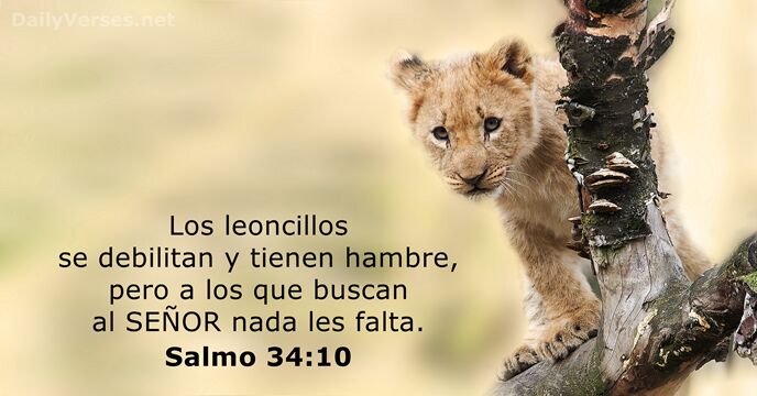 Los leoncillos se debilitan y tienen hambre, pero a los que buscan… Salmo 34:10