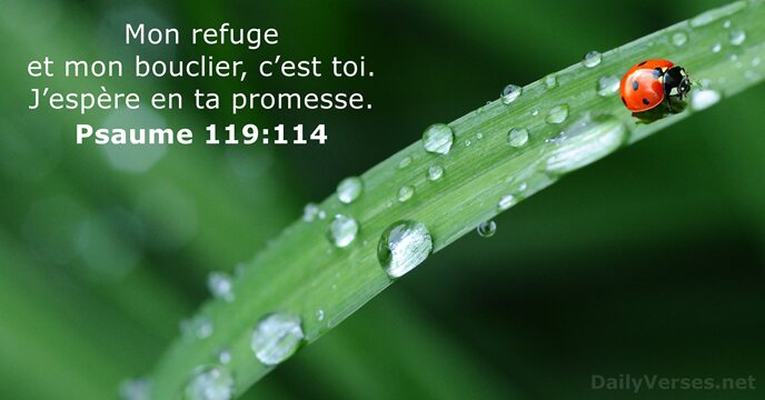 Mon refuge et mon bouclier, c’est toi. J’espère en ta promesse. Psaume 119:114
