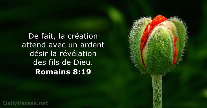 De fait, la création attend avec un ardent désir la révélation des… Romains 8:19