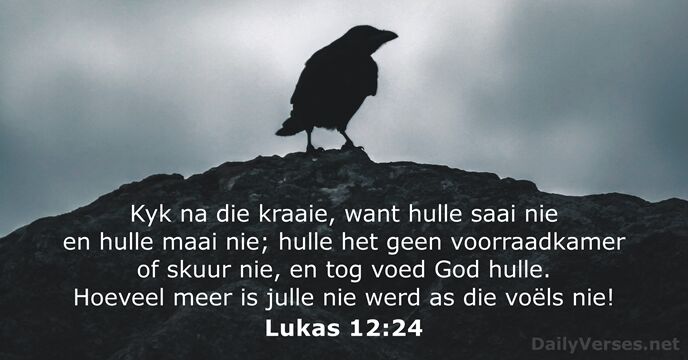 Lukas 12:24