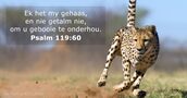 Psalm 119:60