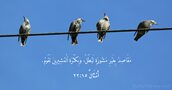 أَمْثَالٌ ١٥:‏٢٢