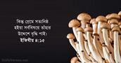 ইফিষীয় ৪:১৫