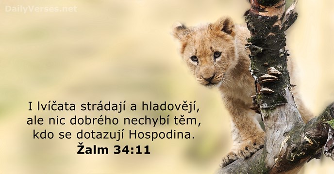 I lvíčata strádají a hladovějí, ale nic dobrého nechybí těm, kdo se dotazují Hospodina. Žalm 34:11
