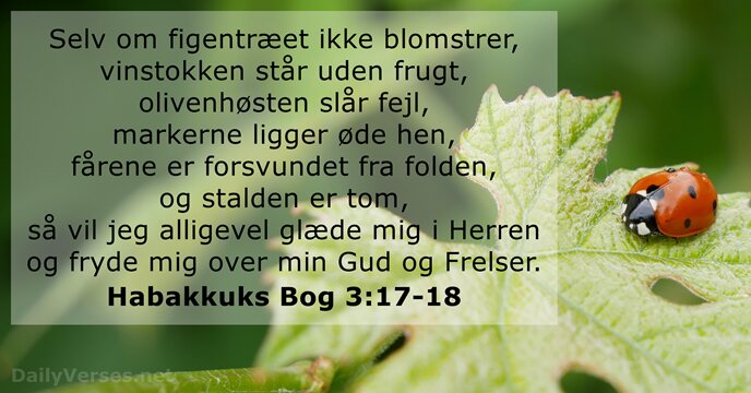 Selv om figentræet ikke blomstrer, vinstokken står uden frugt, olivenhøsten slår fejl… Habakkuks Bog 3:17-18