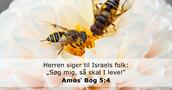 Amosʼ Bog 5:4