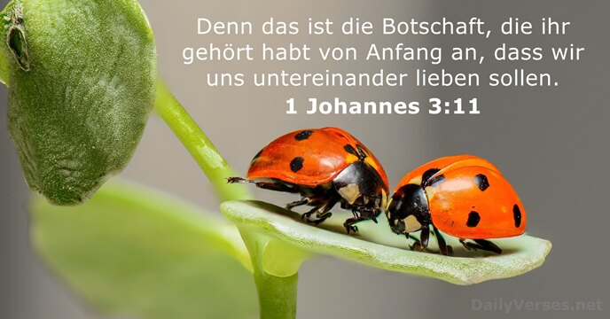 1-johannes 3:11