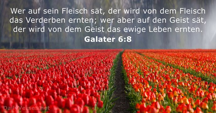 galater 6:8