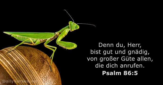 psalmen 86:5