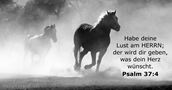 psalmen 37:4