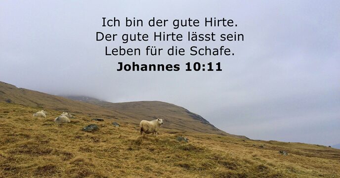 Ich bin der gute Hirte. Der gute Hirte lässt sein Leben für die Schafe. Johannes 10:11