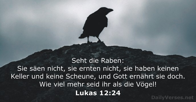 Lukas 12:24