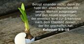Kolosser 3:9-10