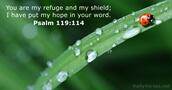 Psalms 119:114