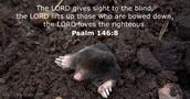 Psalms 146:8