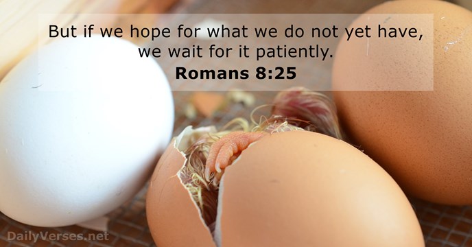 romans 8:25
