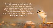 luke 12:22b-23