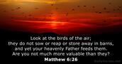matthew 6:26
