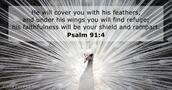 psalms 91:4