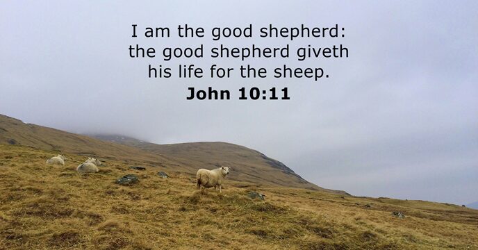 I am the good shepherd: the good shepherd giveth his life for the sheep. John 10:11