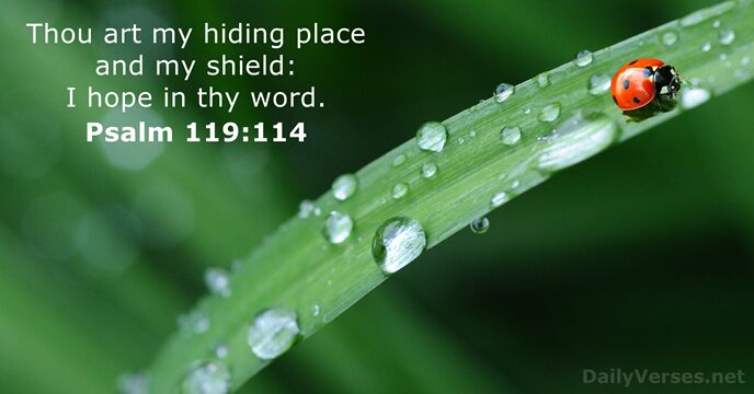 Thou art my hiding place and my shield: I hope in thy word. Psalm 119:114