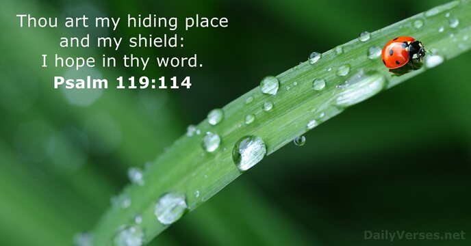 Thou art my hiding place and my shield: I hope in thy word. Psalm 119:114