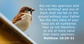 Matthew 10:29-31