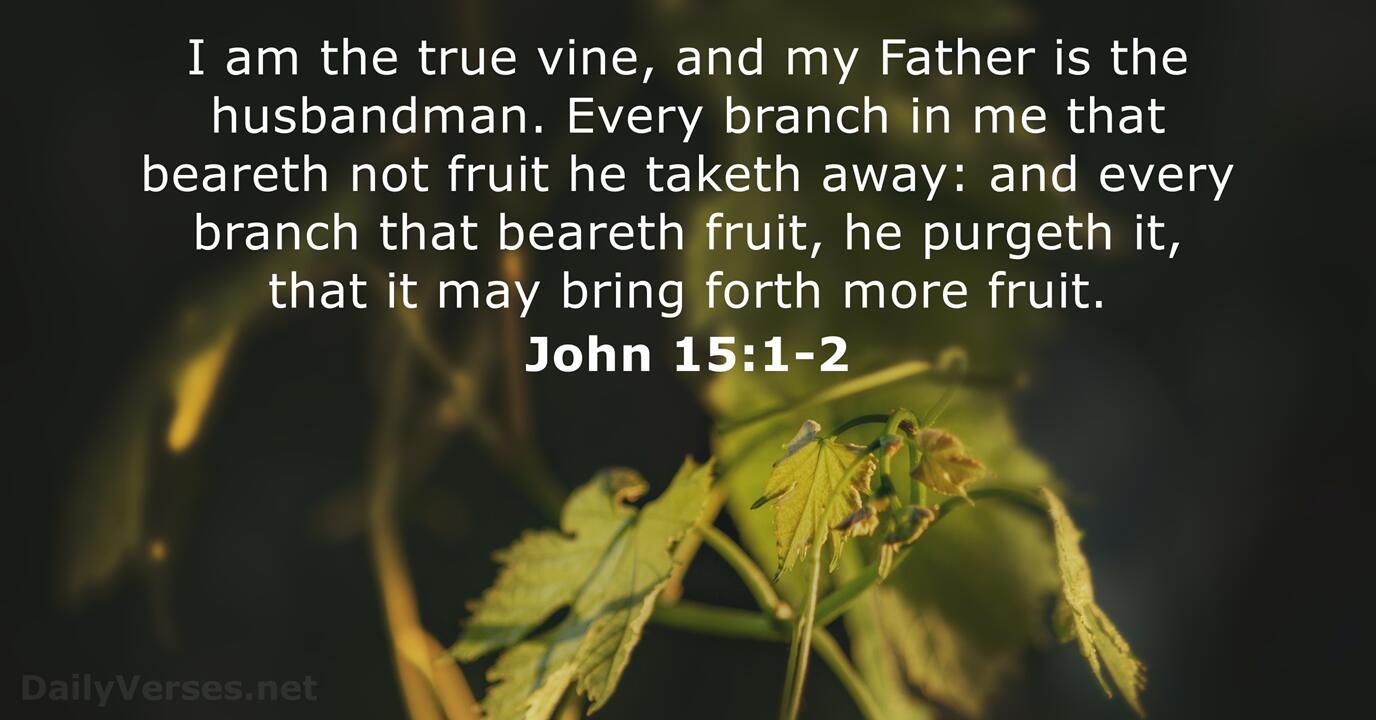 September 25, 2023 - Bible verse of the day (KJV) - John 15:1-2 ...