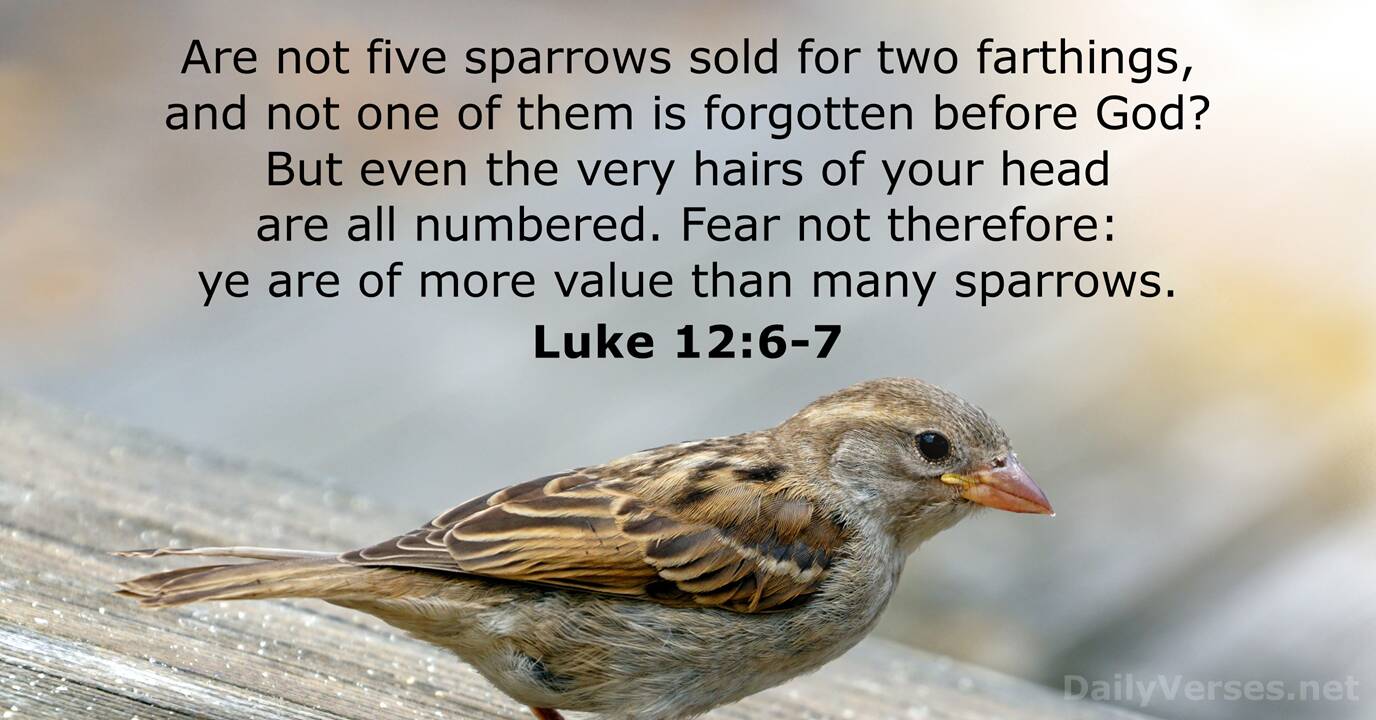 Luke 12:6-7 - Bible verse (KJV) - DailyVerses.net