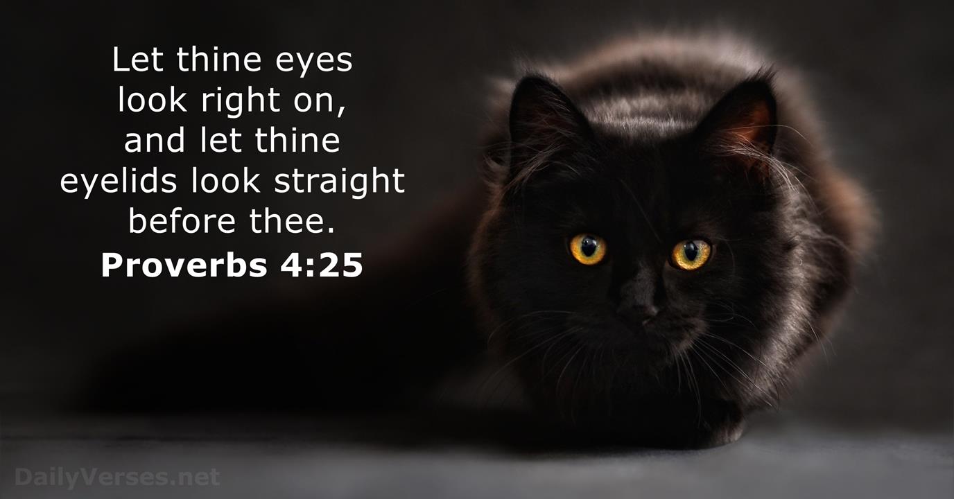 Proverbs 4 25 Bible Verse KJV DailyVerses