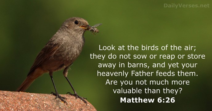 Matthew 6:26