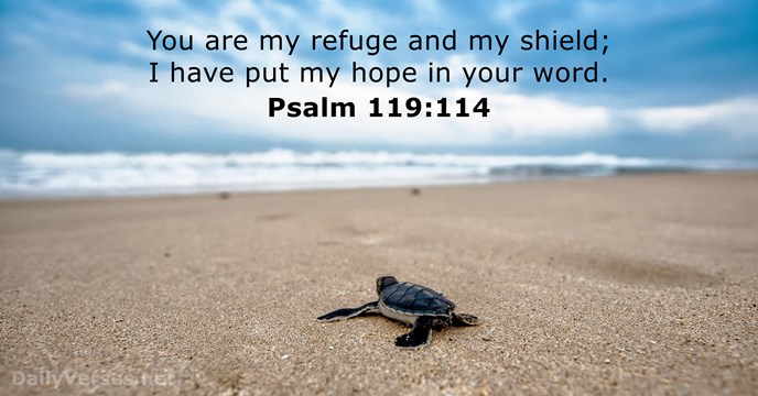 June 6 2017 Bible Verse Of The Day Psalm 119 114 DailyVerses
