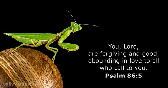 Psalm 86:5 - Bible verse - DailyVerses.net