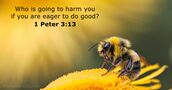 1 Peter 3:13