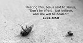 Luke 8:50