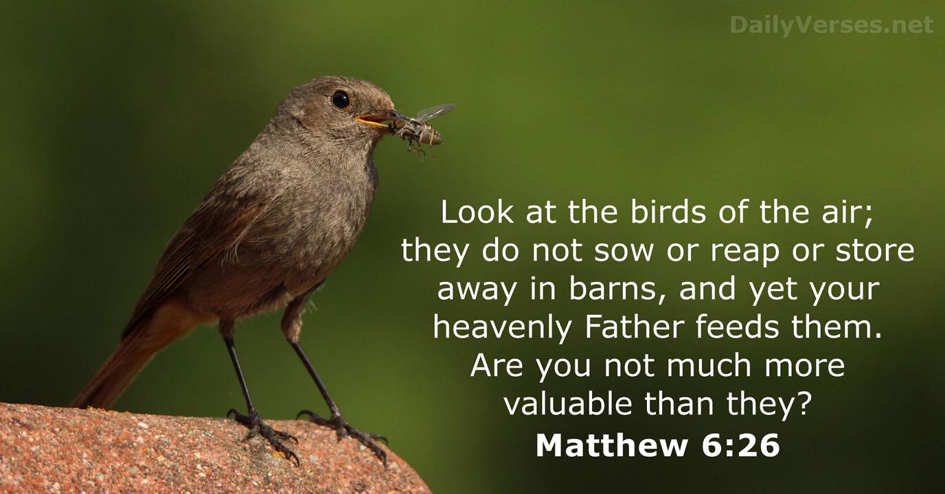 Matthew 6:26 - Bible verse - DailyVerses.net