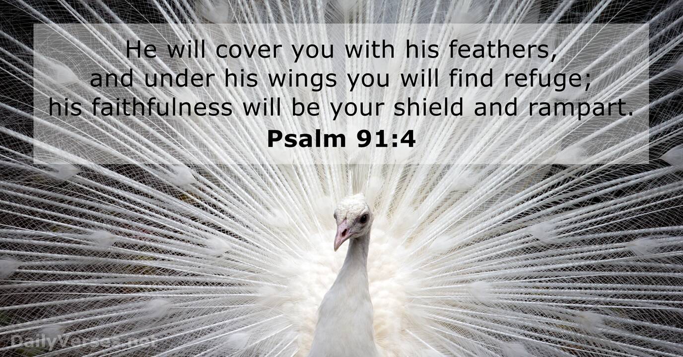 Psalm 91 4 Bible Verse DailyVerses