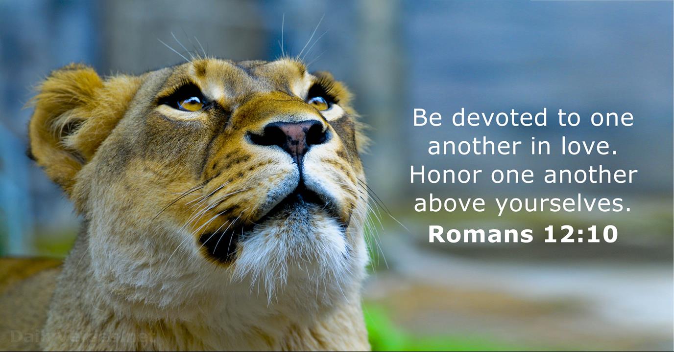 Romans 12 10 Bible Verse DailyVerses