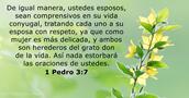 1 Pedro 3:7