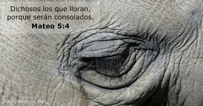 Mateo 5:4