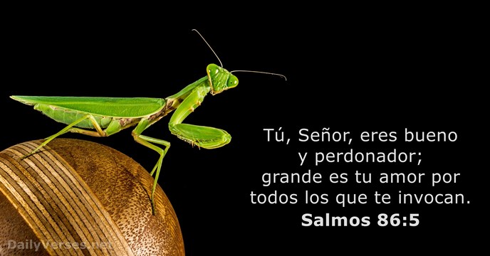 Salmos 86:5