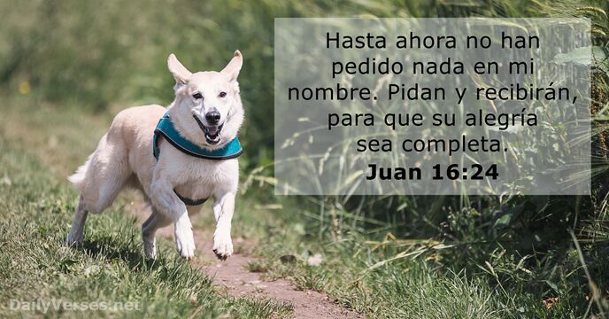 Juan 16:24