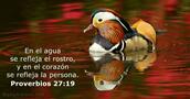 Proverbios 27:19