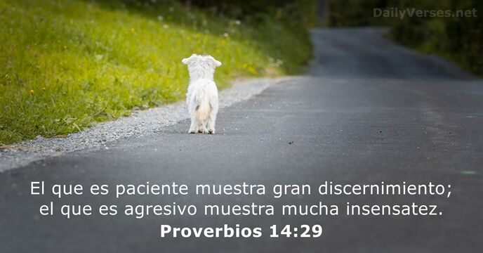 El que es paciente muestra gran discernimiento; el que es agresivo muestra mucha insensatez. Proverbios 14:29